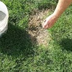 Overseeding lawn