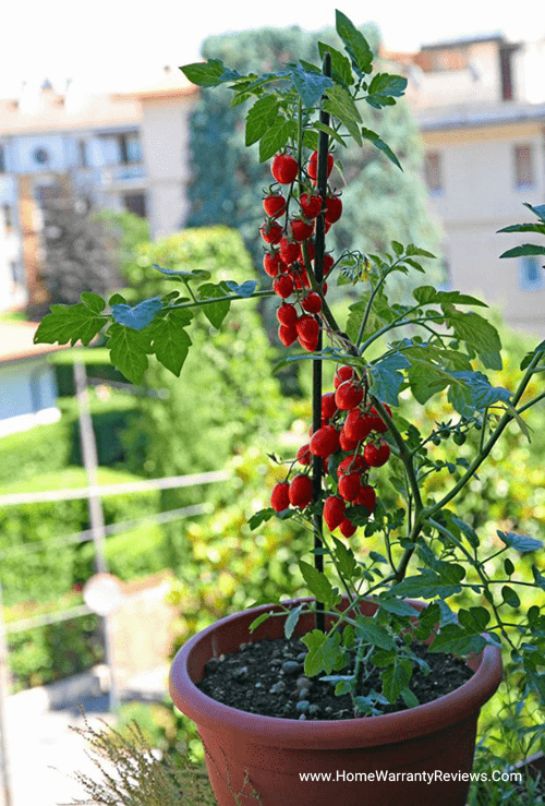 Urban Farming In Your Homes