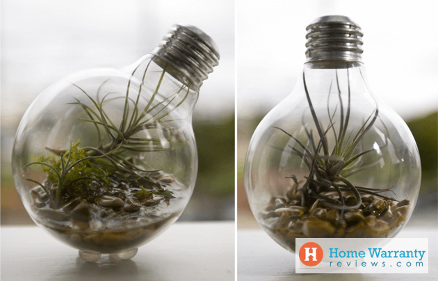 how to make a light bulb terrarium