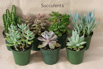 Indoor plants